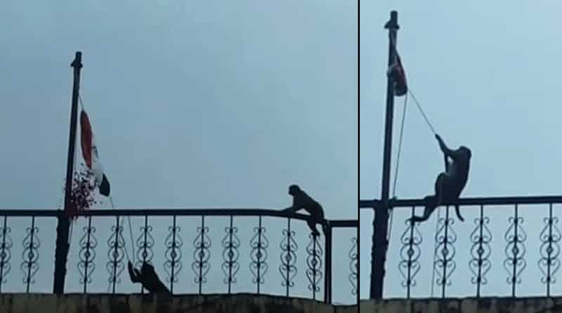 Monkey unfurls flag in Rajasthan school on Independence Day