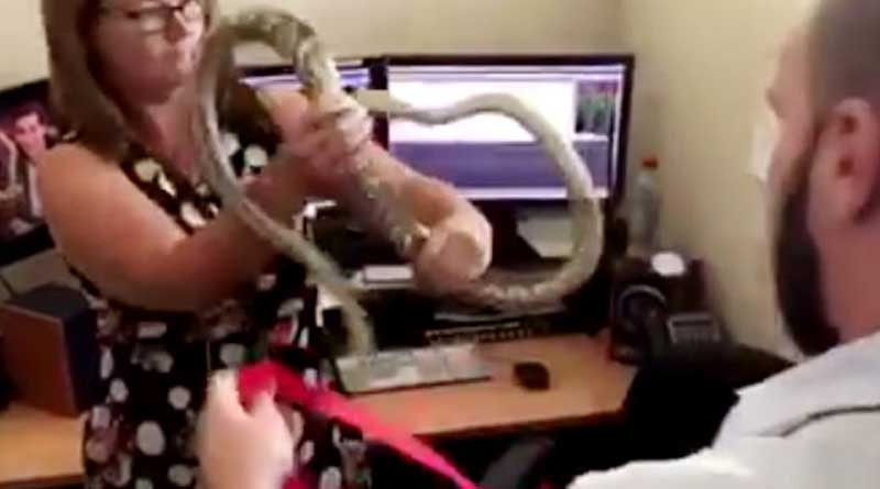 Watch as Australian workers remove a huge snake from their office