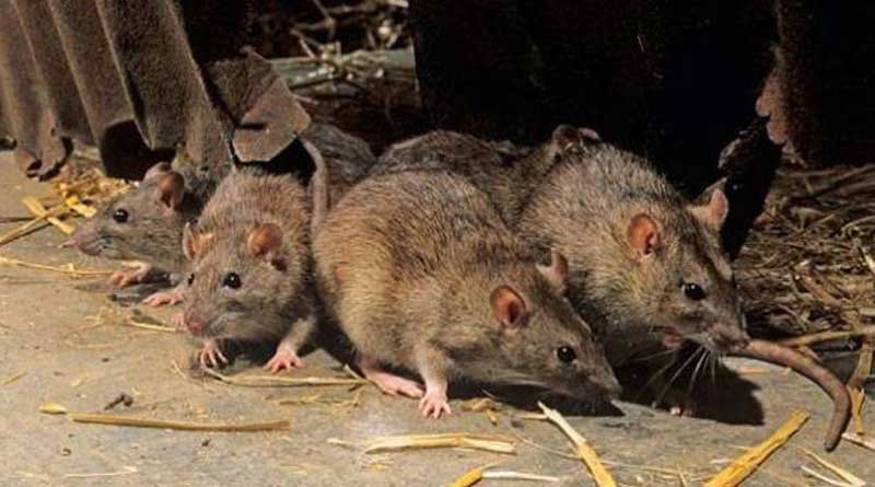 Cops claim rodents ate up confiscated marijuana stored at police station in Jharkhand