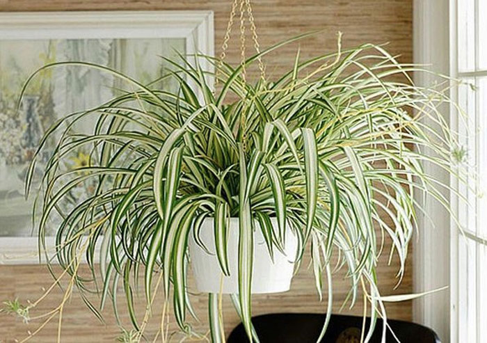 Spider-plant