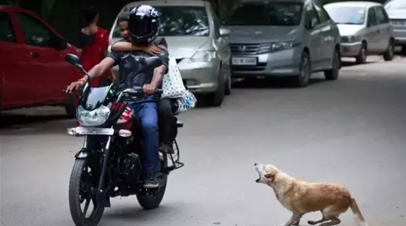 জানেন, কেন চলন্ত গাড়ির পিছনে ধাওয়া করে কুকুর?