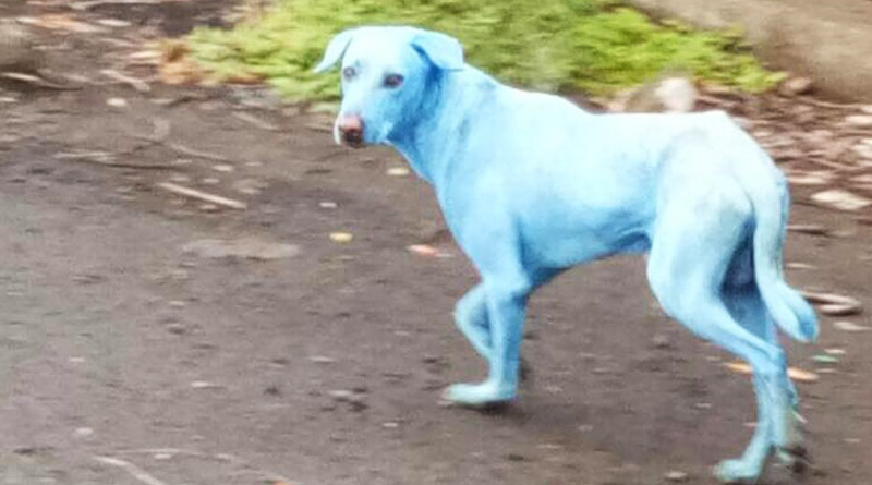 This is why dogs turning blue in this Mumbai suburb