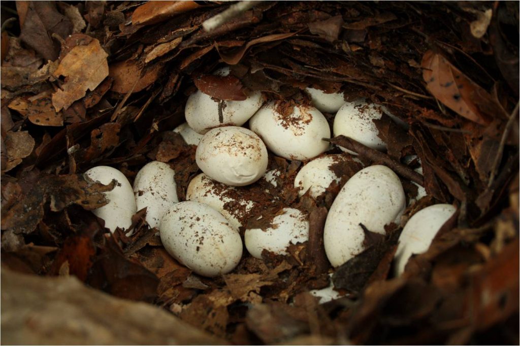 eggs-lay-exposed-after-the-nest-was-disturbed-by-locals