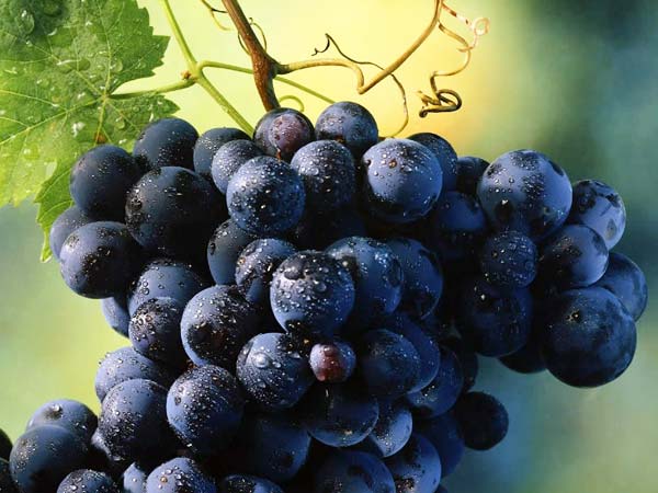 grapes