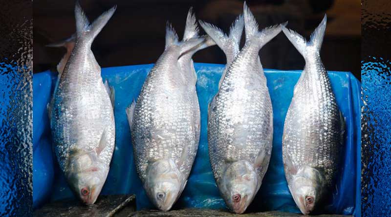 Availablity of Hilsa at this season in Barishal makes people happy