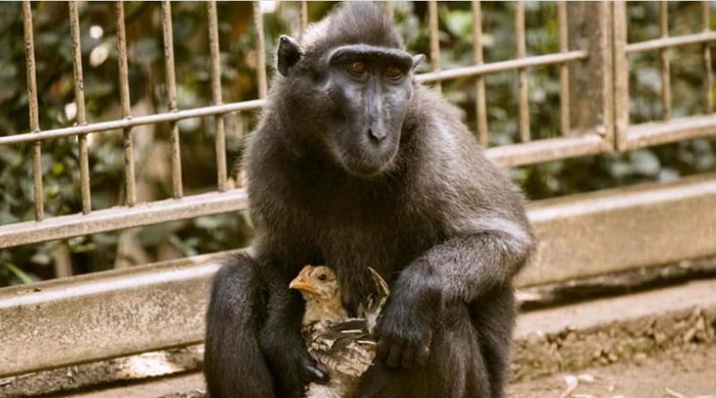 Eternal Motherhood: Lonely monkey at Israel zoo adopts chicken