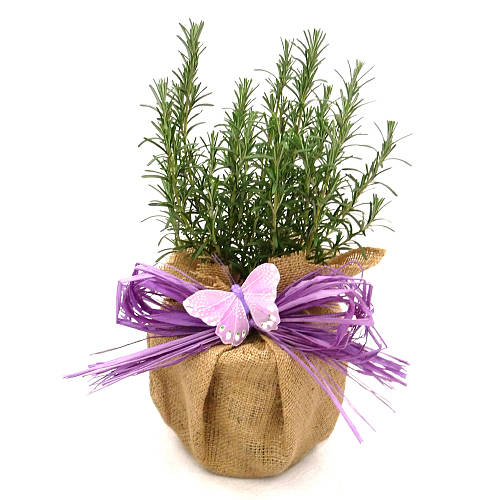 rosemary