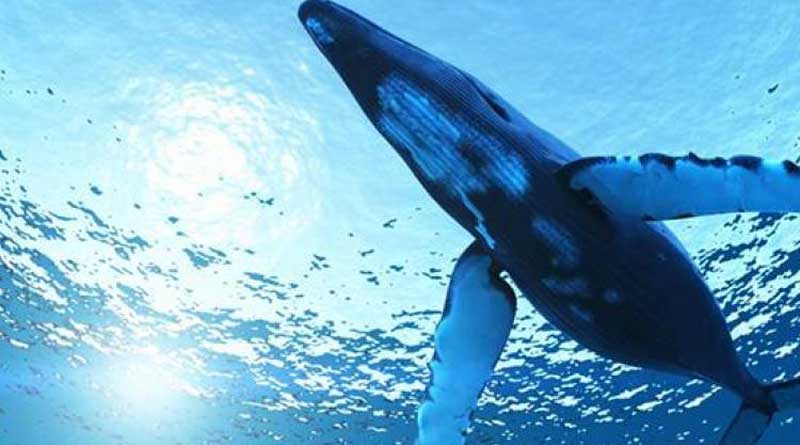 বারাসতের পর হুগলিতে ‘নীল তিমি’র থাবা, নিশ্চিত মৃত্যু থেকে রক্ষা ছাত্রের