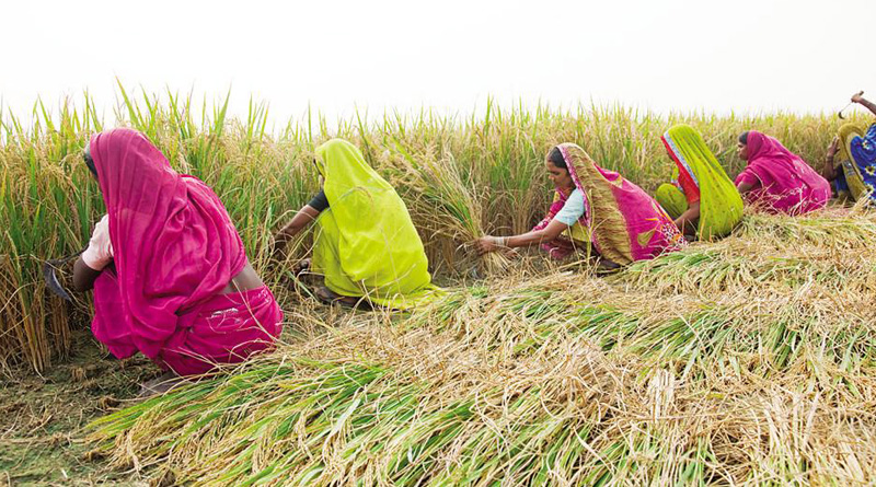 কৃষকদের ‘পাশেই’ যোগী সরকার! ঋণ মকুব মোটে ১৯ পয়সা
