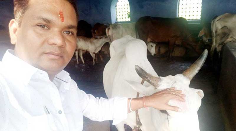 COW-WITH-SELFIE.jpg-2
