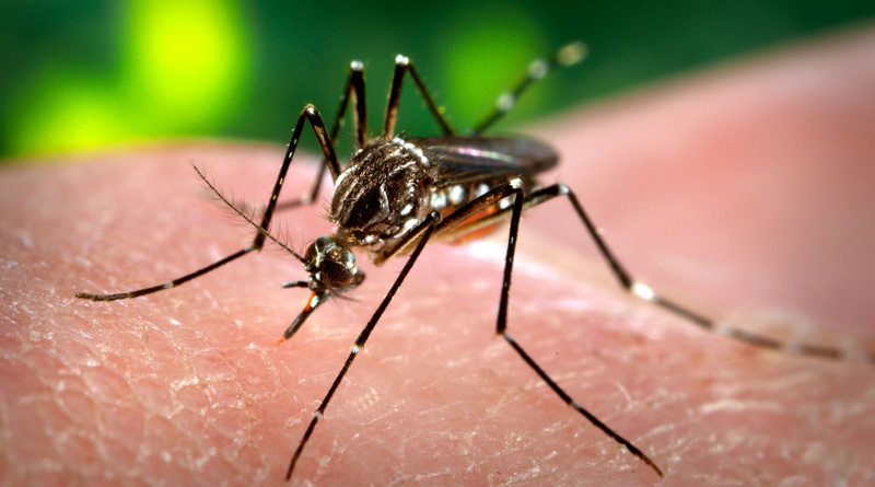 Dengue 2 virus found in city