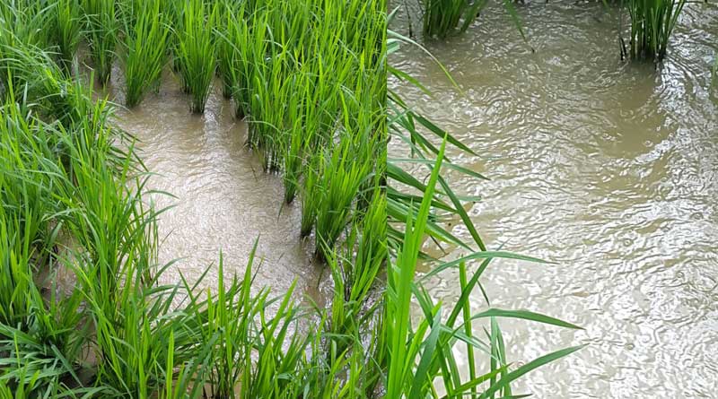 ধানজমিতে বিকট শব্দে ফুটছে জল, তোলপাড় পটাশপুর