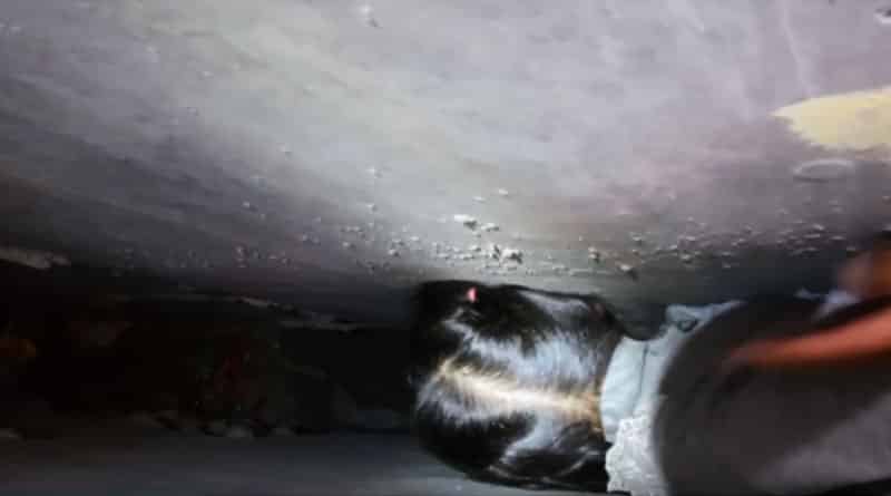 দুই দেওয়ালের মাঝে আটকে গেল শিশুর মাথা, তারপর…