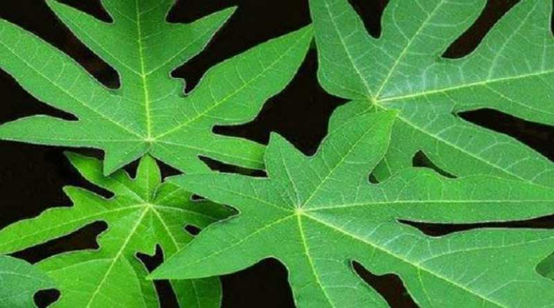 Papaya leaves can thwart dengue onslaught