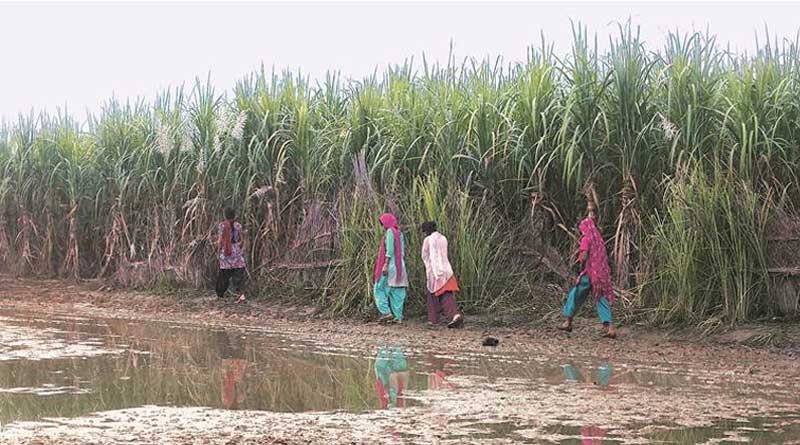 Bihar asks teachers to prevent defecation in the open