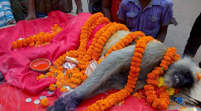 হনুমানের মৃত্যুতে শোকমিছিল এলাকায়, চাঁদা তুলে শ্রাদ্ধ-শান্তির আয়োজন