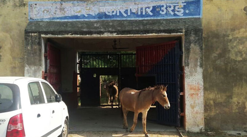 Donkeys spend 4 days in UP police custody