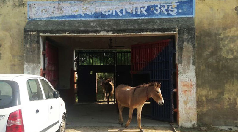 যোগীর রাজ্যে ‘অপরাধ’-এর মাশুল, চার দিনের জেল হেফাজত গাধার