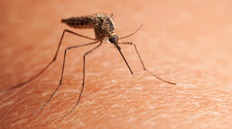 Killer dengue claims three more lives in North 24 Parganas