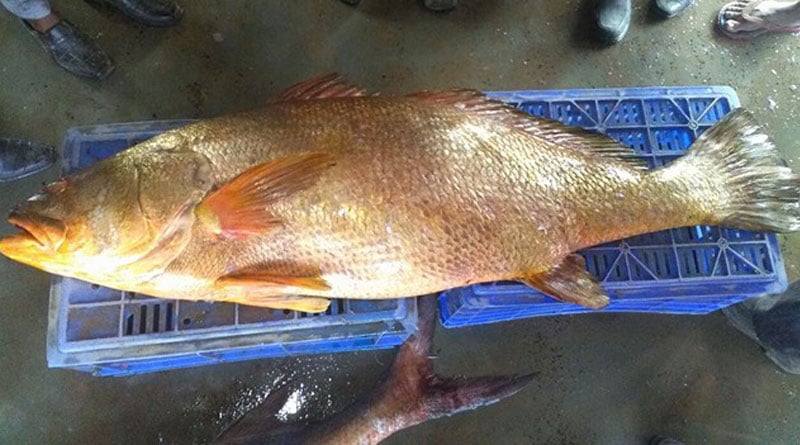 A 40 kg fish caught in Digha, sold at 8 lakh