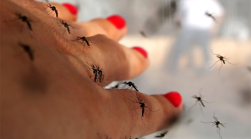 mosquito-malaria-Web
