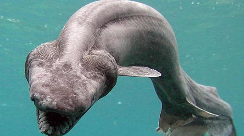 80million-year-old shark species caught off Portuguese coast