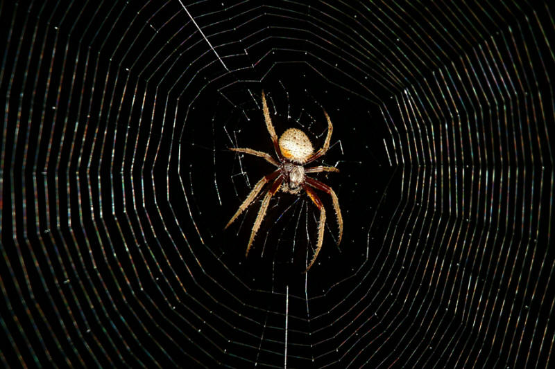 spider+web