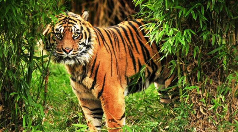 Tiger spars scare in Sunderban village