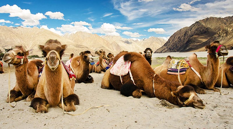 Indian Army mulls camel patrol in Ladakh
