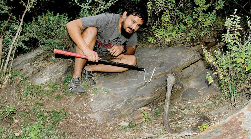 For the first time in India this man found a rare species of cobra in Himachal Pradesh
