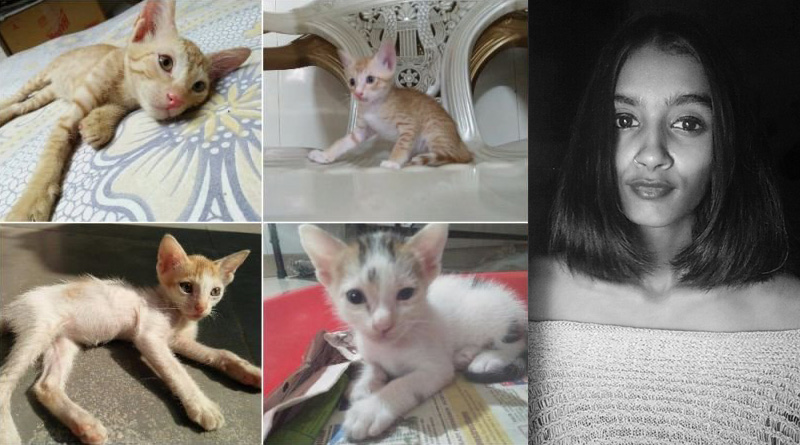 Mumbai: Girl Puts Kittens For Adoption, man replied he wants to kill them