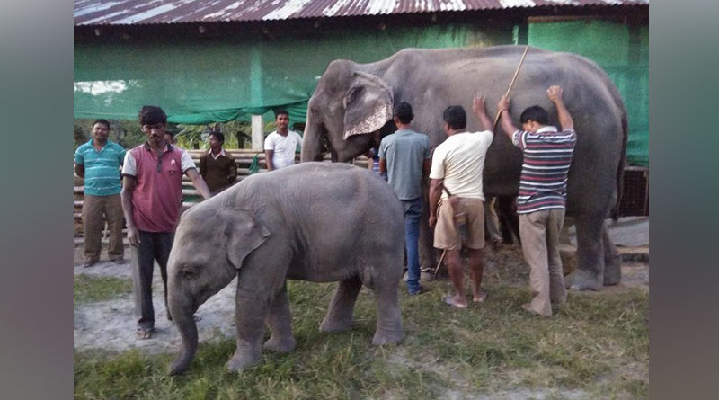 In jaldapara sanctuary Elephant attacks mahut, victim admitted in hospital