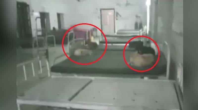 Several dogs sleeping with patients in Muzaffarpur Civil Hospital