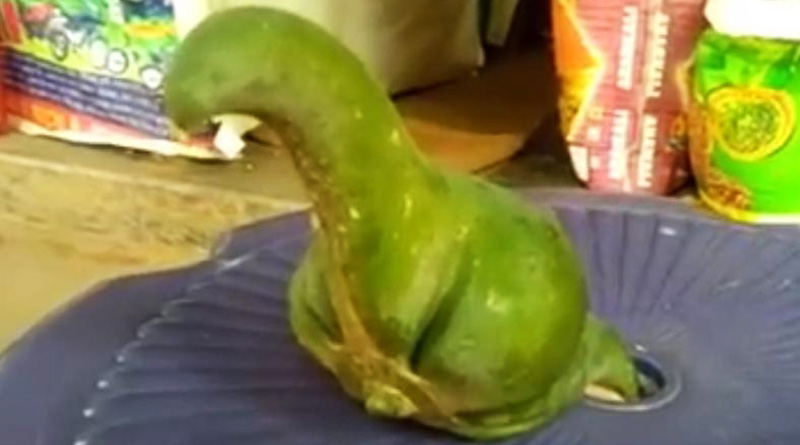 pepe-2