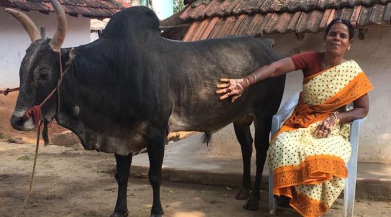 A tamil woman chooses a bull over marriage 