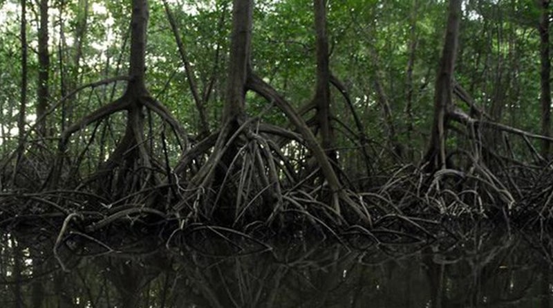 China to build mangrove museum in  Shenzhen