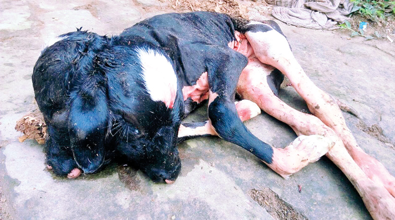 আজব পশু! কোলাঘাটে জন্ম নিল দু’মাথার বাছুর