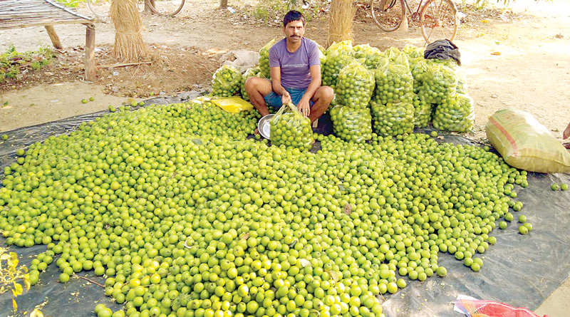 Farmers are happy with the production Of jujube fruit before Sarswati pujo