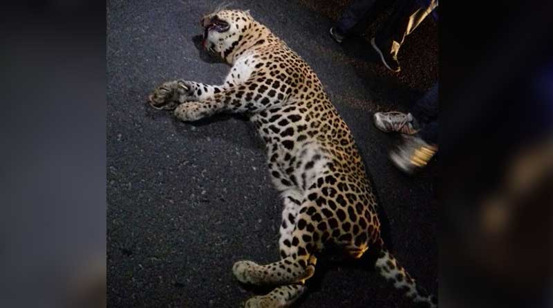 Truck crushes Leopard to death in Alipurduar