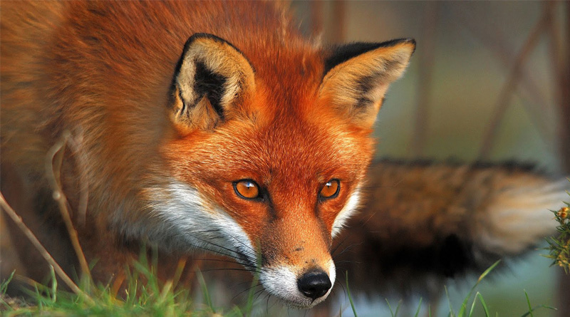 Foxes behind Rabis disease in Kolkata, Animal Experts warned