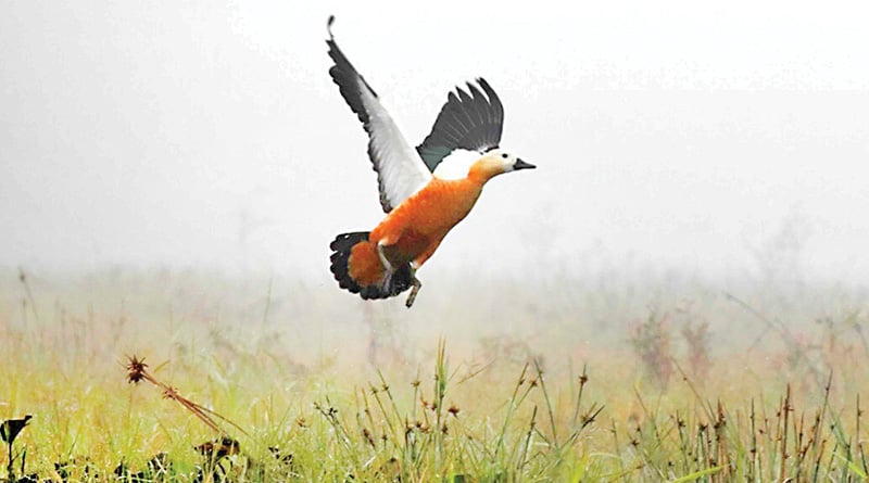 Migratory birds throng Gajaldoba, tourists excited