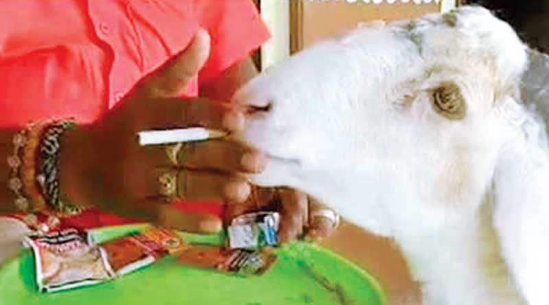 Cigarette smoking lamb in Karnataka amazes people