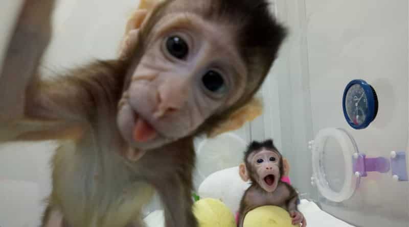 China cloned monkeys, human trials soon