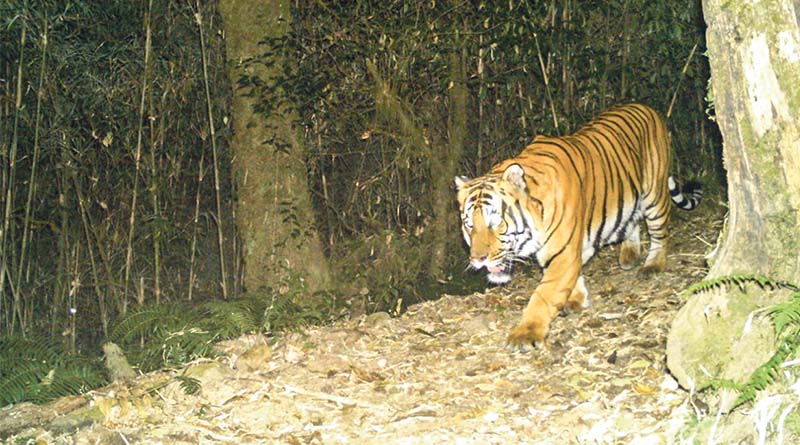 ফের নেওড়ায় রয়্যাল বেঙ্গল টাইগার, পরপর তিন ক্যামেরায় মিলল খোঁজ