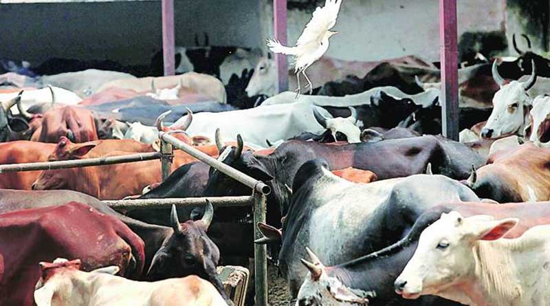 Uttar Pradesh: 2 Dalits tonsured, paraded on charges of stealing cows