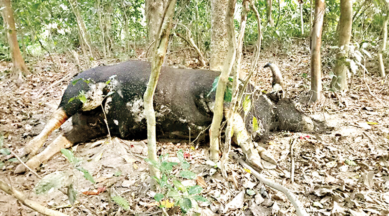 জলদাপাড়ায় ফের চোরাশিকারিদের দৌরাত্ম্য, বাইসন মেরে দুই পা কেটে চম্পট