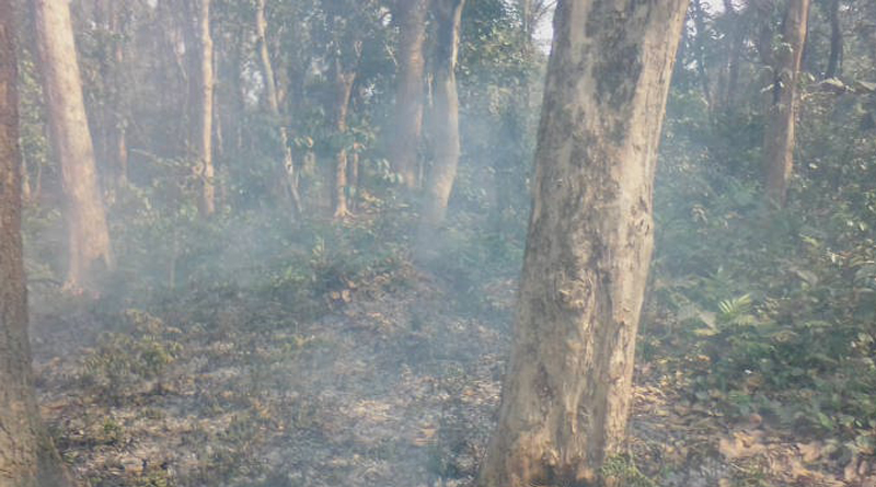 Forest Fire 2_Web