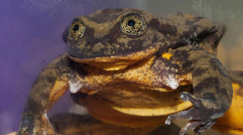 Valentine’s Day quest: World’s loneliest frog ‘Romeo’ searches for ‘Juliet’