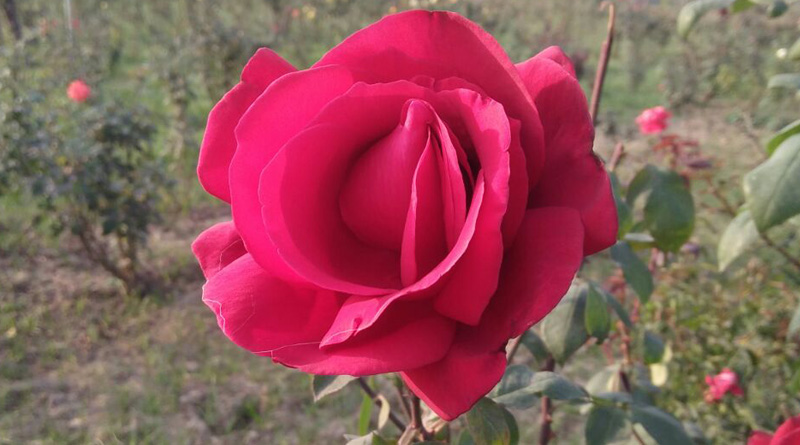 RED-ROSE