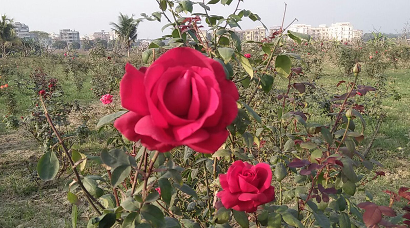 ROSE-VD